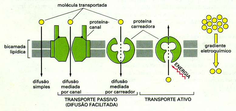 Comparação entre o