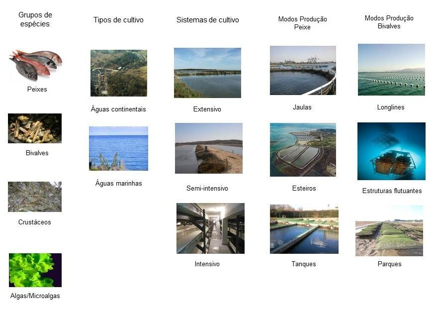 Na figura em baixo poder-se-á ver, de uma forma simplificada, a caracterização do sector aquícola nacional.