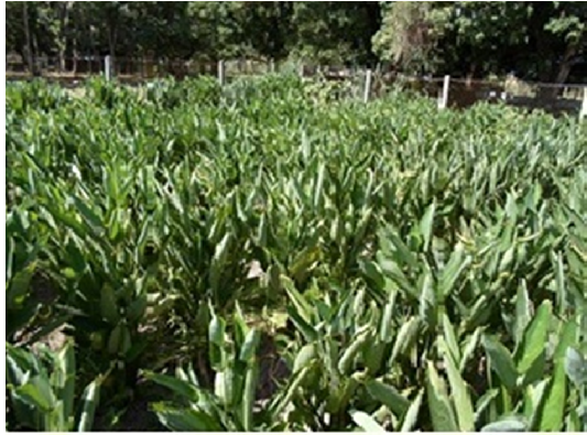Figura 2. Araruta com 10 meses após o plantio, FESL. Após a colheita foram selecionados os melhores rizomas para a multiplicação do cultivo, este sendo implantado em leiras.