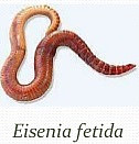 Qual espécie de minhoca devo utilizar? No Brasil, para criação em cativeiro são empregadas duas espécies de minhocas: Eisenia foetida (Vermelha da Califórnia) e Eudrilus eugeniae (Gigante Africana).