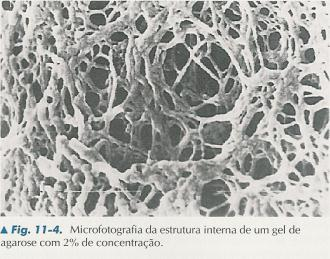 Reação: DNA Enzima Taq Primer Nucleotídeos Tampão Água Análise dos dados Luz Ultravioleta Fotodocumentação