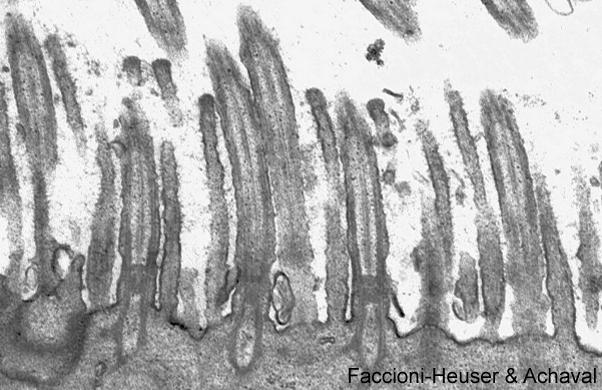 TATIANA MONTANARI Os cílios são projeções da superfície apical maiores que os microvilos: cerca de 250nm de diâmetro e 5 a 10 m de comprimento.