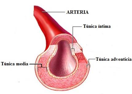 Vasos Sanguíneos Artérias São vasos que partem do coração.
