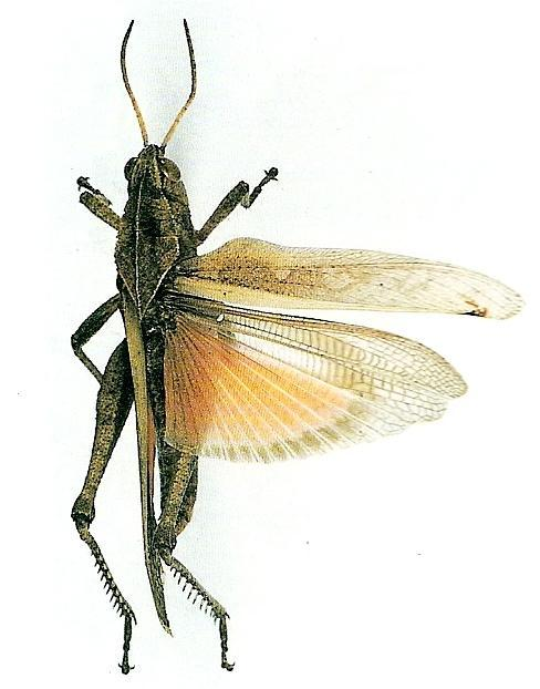 ambulatórias. Ex.: baratas, moscas, borboletas... Tipos de pernas saltatórias. Ex.: 3º par de gafanhotos, grilos, pulgas.