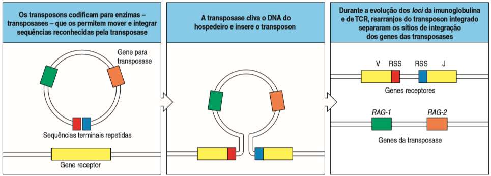 Transposon: carregava os precursores dos genes RAG-1 e RAG-2 Atualmente - RAG-1 e RAG-2
