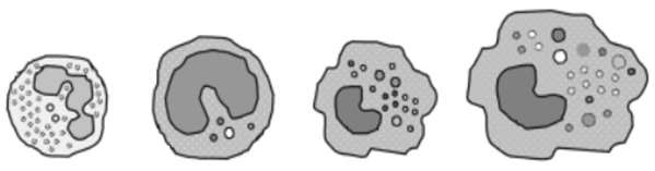 Fagocitose Podem produzir moléculas semelhantes às citocinas que ativam fagócitos Exemplo: moluscos -