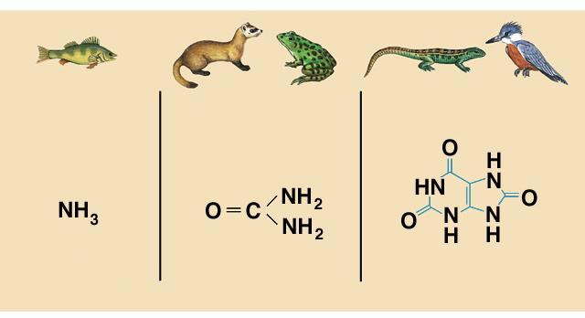 EXCREÇÕES NITROGENADAS