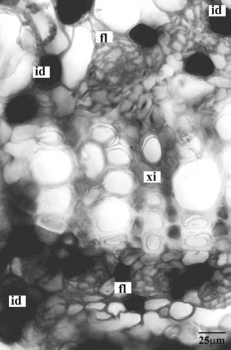 Detalhe do feixe vascular, evidenciando floemas externo (fle) e interno (fli), xilema (xi) e idioblastos (id) com conteúdo fenólico. a ambas as faces, uma camada subepidérmica (Figs.