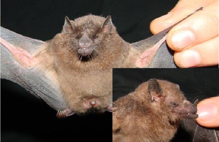 Figura 1. Anoura caudifer, o morcego beija-flor e detalhe do prognatismo. Figura 2. Glossophaga soricina, o morcego beija-flor.