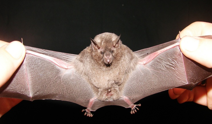 Seu nome científico é Artibeus lituratus, conhecido como morcego-decara-branca, porque possui duas listas brancas na sua face (Figura 3).