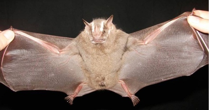 Figura 3. Artibeus lituratus, o morcego-de-cara-branca. Figura 4. Platyhrrinus lineatus e detalhe da lista nas costas.