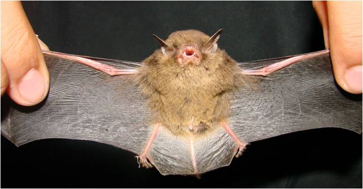 Figura 7. Morcego-borboleta. Encontramos também o Molossops temminckii, conhecido como morcego de cauda livre.