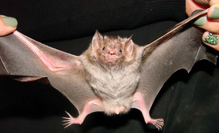 Figura 8. Desmodus rotundus, o morcego-vampiro.