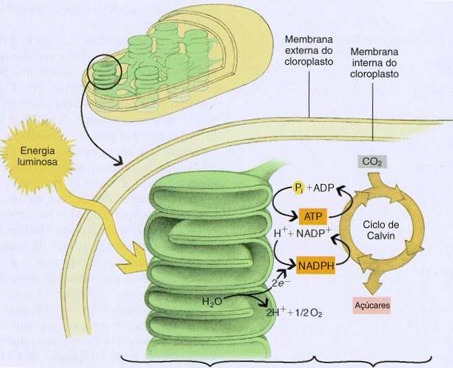 3 carbonos em sua constituição 3-fosfoglicerato 2 Fotossíntese C 4 : PEP-carboxilase + (durante o dia) Ciclo de Calvin * 1º composto estável apresenta