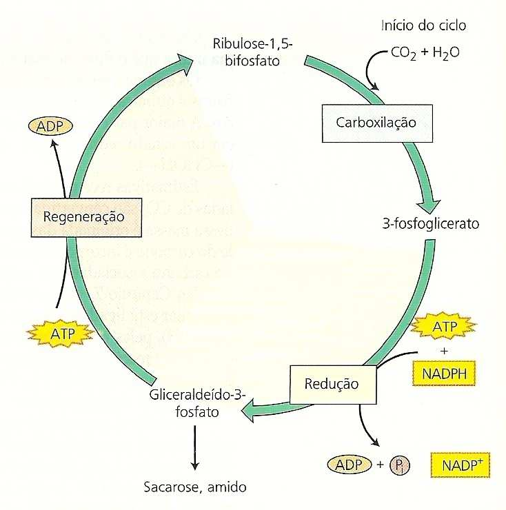 de Calvin (plantas C 3 ) O ciclo de Calvin Três estágios: 1 - Carboxilação do aceptor de CO 2 Ribulose 1,5 bifosfato CO 2 rubisco 2 (3 fosfoglicerato)