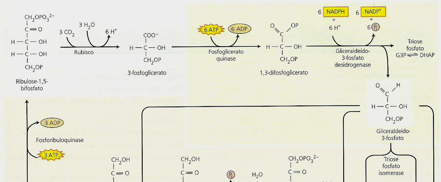 Metabolismo dos carboidratos CO 2 (fotossíntese) FS síntese de carboidrato Translocado na planta pelo floema Metabolizado no processo respiratório Precursores e intermediários necessários a síntese