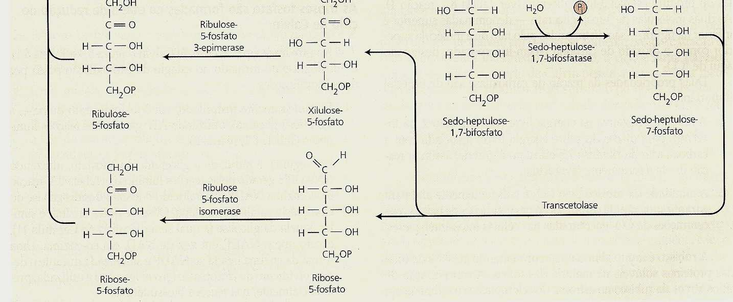 para a síntese de amido Regulação do ciclo de Calvin Regulação pelo sistema ferredoxina-tiorredoxina Ativo durante o dia Desligado durante a noite Enzimas reguladas pela luz