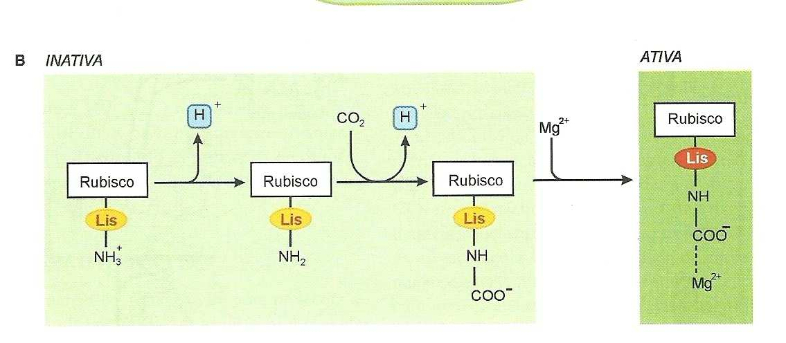 Sistema ferredoxina-tiorredoxina Rubisco CO 2 de ativação reage com ε NH sem carga da lisina O derivado se une ao Mg produzindo o complexo ativado A ativação é promovida pelo aumento do ph (7 8) e