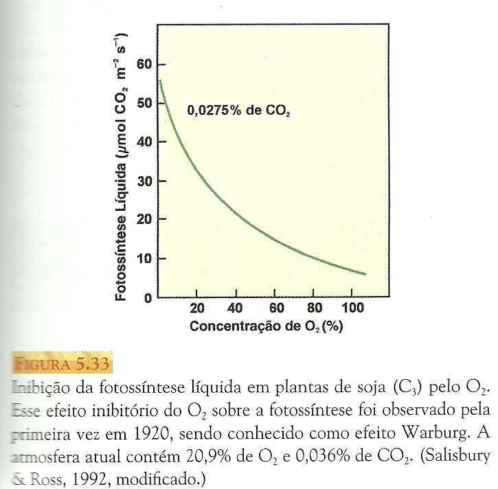 Fatores que determinam o balanço entre os dois ciclos: C 3 e C 2 Propriedades da rubisco Carboxilase Oxigenase