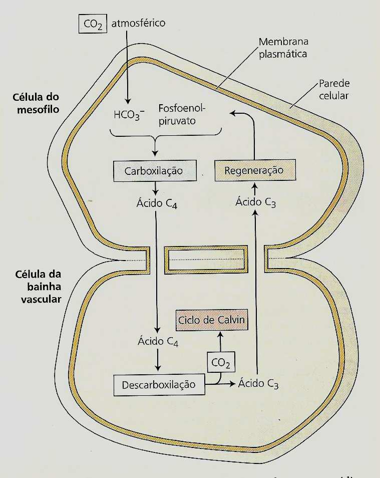 Etapas: Fotossíntese C 4 (plantas C 4 ) Fixação do CO 2 pela PEP carboxilase malato ou