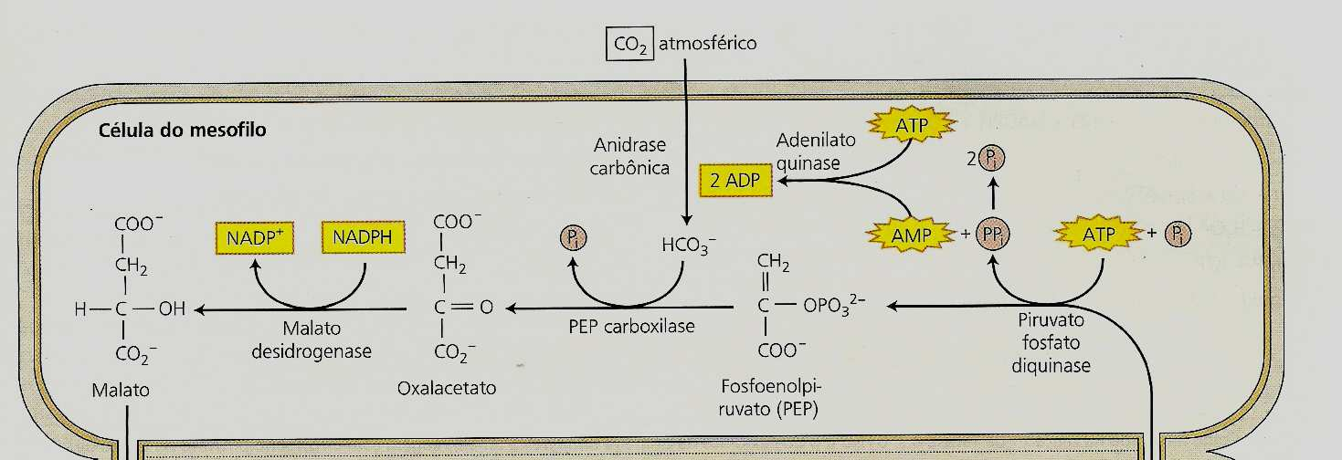 bainha vascular CO 2 é reduzido a carboidrato pelo ciclo de Calvin Regeneração do