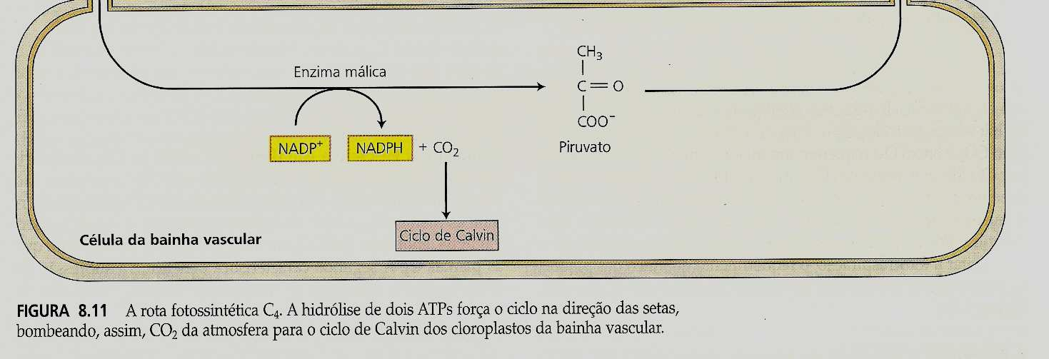 ciclo C 4 PEP carboxilase: fosforilação O ciclo C 4 reduz a fotorrespiração e a perda