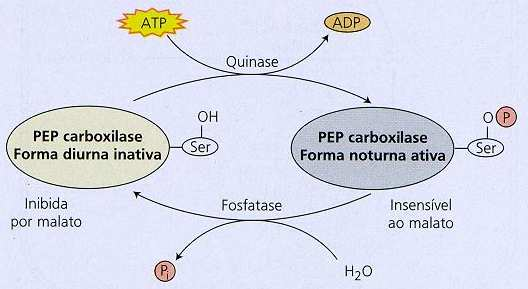 Cel. paliçádicas e lacunosas c/ cloroplastos c/ grana Cel. mesofílicas c/ cloroplastos c/ grana, cel.