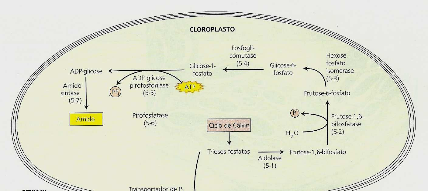 (µmol m -2 s -1 ) Síntese de amido e sacarose Amido: reserva estável e insolúvel de carboidrato Sacarose: principal forma de carboidrato translocado