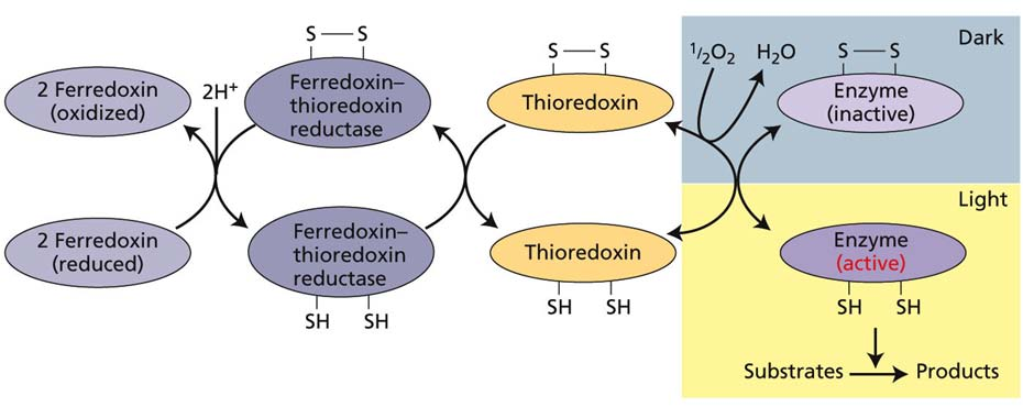 Sistema ferredoxina-tiorredoxina conecta a atividade da fase clara com as reações do estroma Exemplos de enzimas