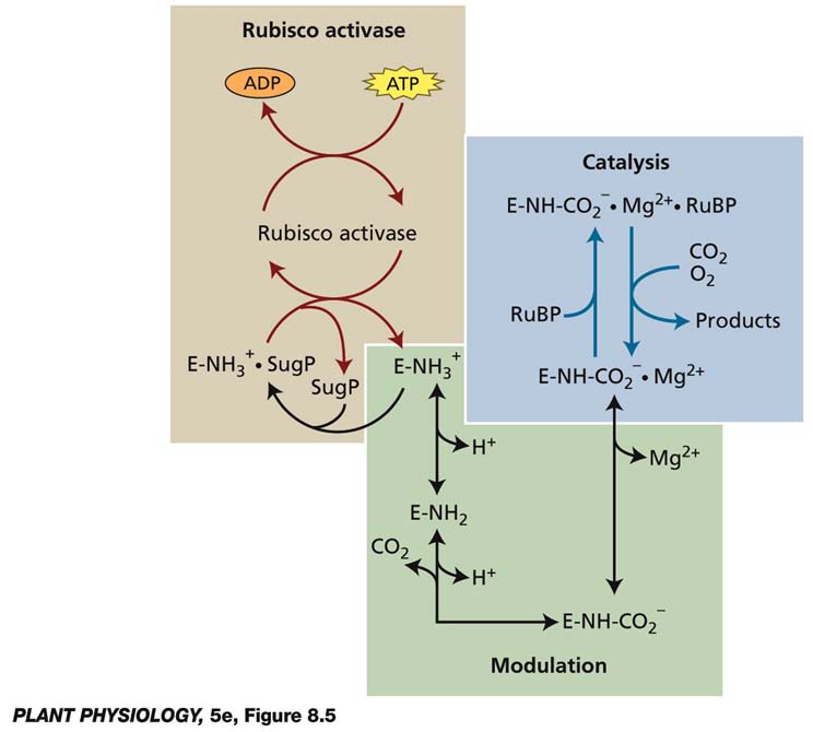 Regulação da atividade da Rubisco E: Enzima rubisco Ativada por: CO 2 Rubisco ativase