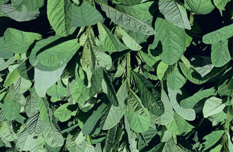 Semente de Crotalária spectabilis ( verde e controle de Nematóides) Descrição Família Leguminosas Spectabilis Ciclo vegetativo Anual Forma de crescimento Arbustivo Ereto Adaptação Tipo de solo Todos
