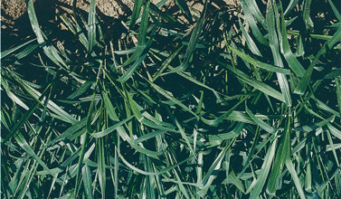 Semente de Brachiaria Marandu (Pastejo, fenação e silagem) Descrição Família Gramíneas Ciclo vegetativo Marandu Perene Forma de crescimento Touceira Adaptação Tipo de solo Médio / Fértil Resistência