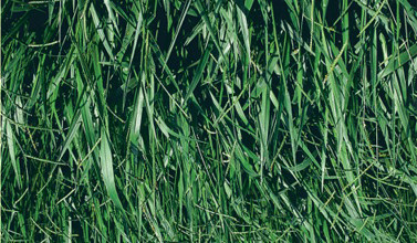 Semente de Brachiaria Decumbens (Pastejo, fenação e silagem) Descrição Família Gramíneas Ciclo vegetativo Forma de crescimento Basilisk Perene Decumbente Adaptação Tipo de solo Médio / Fraco