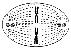 (B) Prófase, metáfase, telófase, anáfase, intérfase, duplicação do DNA. (C) Intérfase, prófase, metáfase, anáfase, telófase, duplicação do DNA.