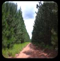 300 ha Pinus 5.