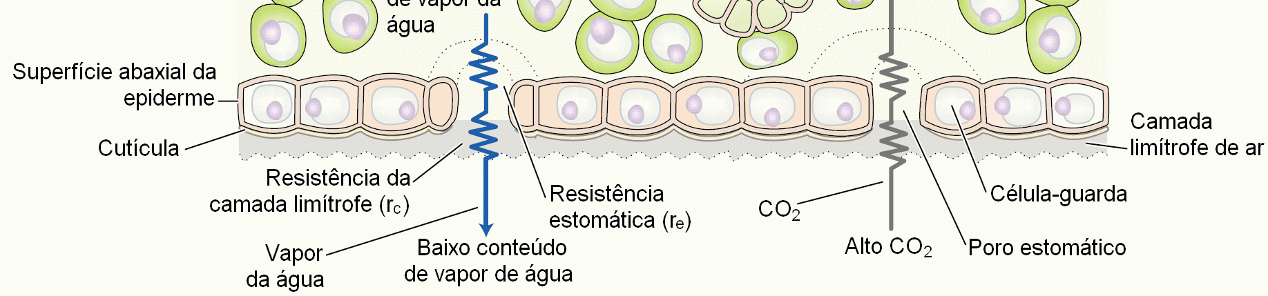 O, calor latente CO 2 COM OS