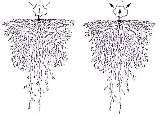 Elevação hidráulica Precipitação (Ψ g ) durante a noite durante o dia Interceptação pelas plantas (10-50%) Lixiviação (erosão) Superfície Elevação hidráulica em Artemia tridentata.