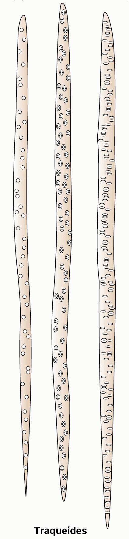 Composição celular do xilema Composição celular do xilema TRAQUEÍDES São típicas das gimnospermas, sendo também encontradas entre as famílias primitivas das angiospermas Elas de posicionam em