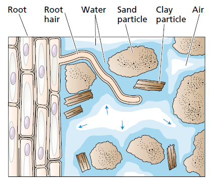 L. & Zeiger, E. (2006). Plant Physiology.