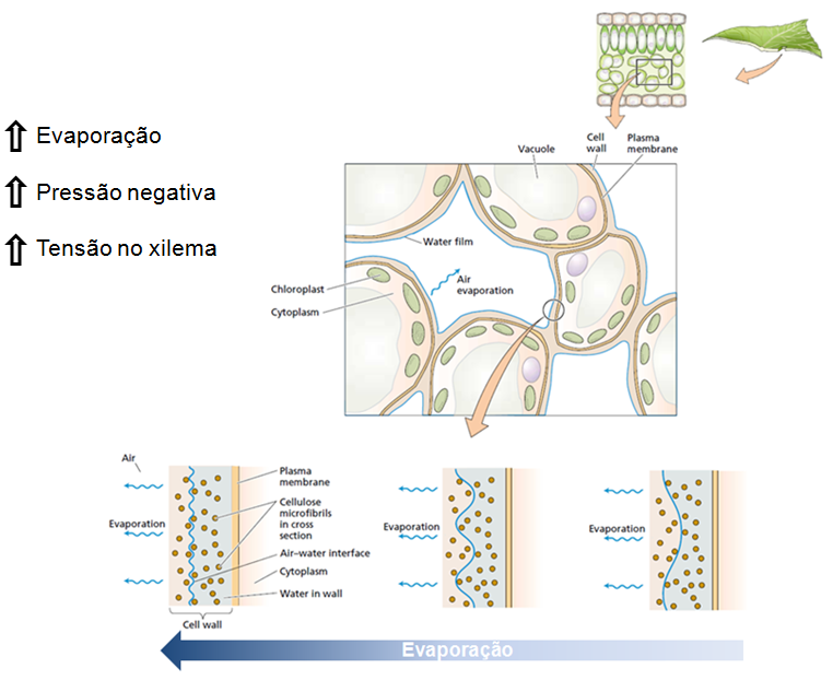 Trajetória da água na folha: evaporação aumenta tensão no xilema Adaptado: Taiz, L.