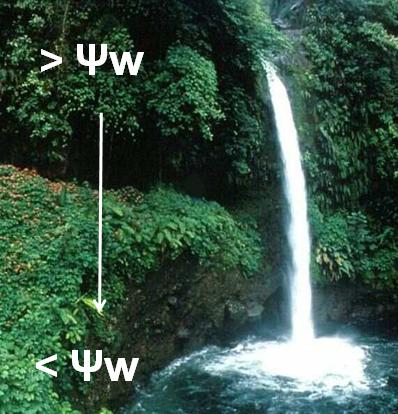 Movimento da água: Potencial hídrico potencial hídrico (Ψw) energia potencial da água Ψw = Ψs + Ψp + Ψg
