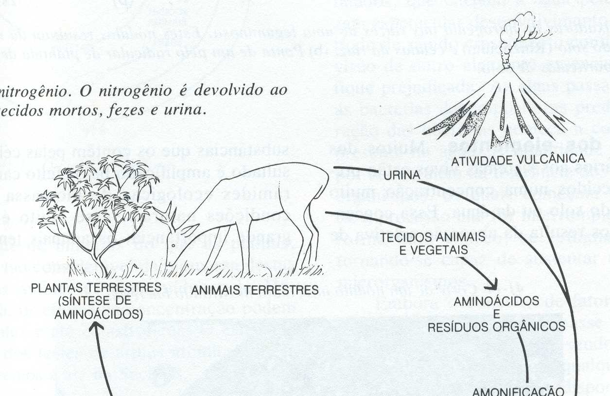 CICLO DO