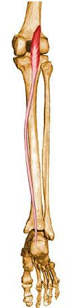 Músculos Extrínsicos do Pé Grupo Posterior (parte superficial) - Tríceps Sural Plantar I.P. face poplítea (próximo ao côndilo lat.
