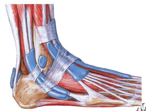 Retináculo Flexor Retináculo Extensor Superior (lig.