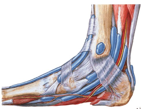 Superior Retináculo Extensor Inferior (lig.