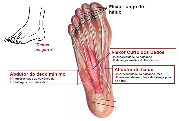 Músculos Intrínsicos do Pé Região Plantar Primeira Camada Flexor longo dos dedos Flexor curto dos dedos I.P.: tuberosidade do calcâneo (lat); I.D.