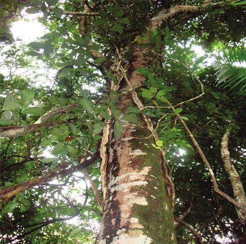 Comunicado Técnico 242 ISSN 1983-0505 Fevereiro, 2014 Belém, PA Conhecendo Espécies de Plantas da Amazônia: Ingá- -Vermelha [Inga alba (Sw.) Willd.