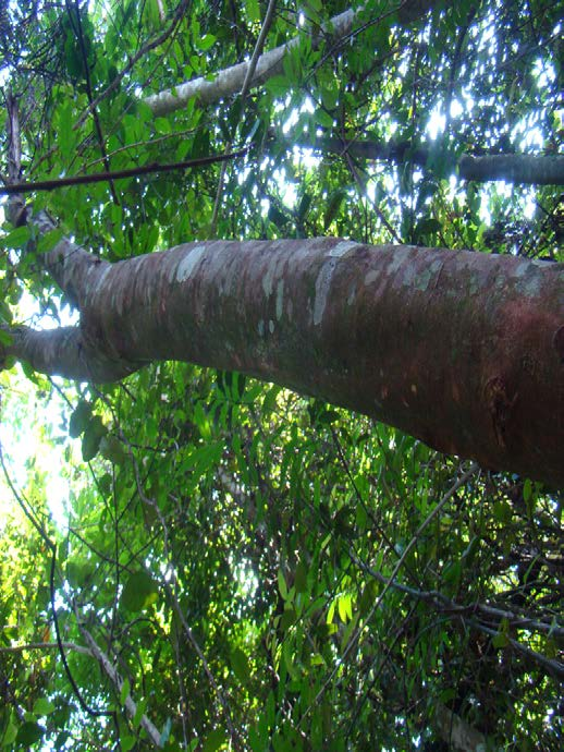 2 Conhecendo Espécies de Plantas da Amazônia: Ingá-Vermelha [Inga alba (Sw.) Willd. Leguminosae-Mimosoideae] Figura 3.