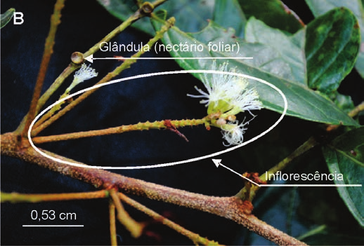 Figura 4. A) Ramo florífero; B) detalhe da inflorescência em espiga.