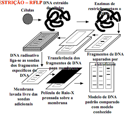 Classificação dos marcadores de DNA conforme o método usado: Hibridização: RFLP e minissatélites Amplificação de DNA: RAPD; SCAR; STS; Microssatélite; SNP e AFLP.